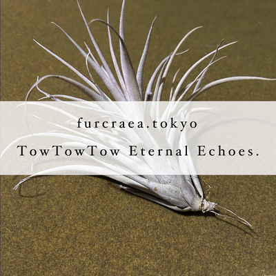 TowTowTow Eternal Echoes. Front Cover