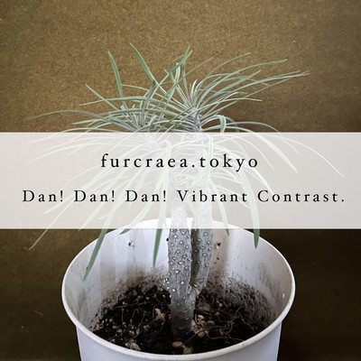 Dan! Dan! Dan! Vibrant Contrast Front Cover