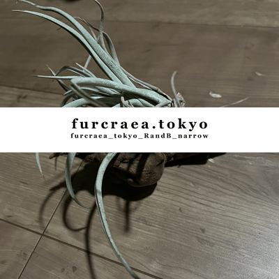 furcraea_tokyo_RandB_narrow Front Cover