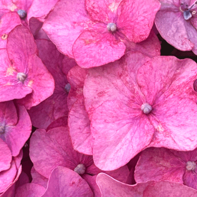 Like a flower Front Cover