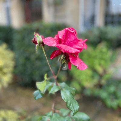 Momentのジャケット写真