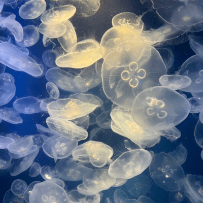 tabula rasa (feat. 1Muvena) Front Cover