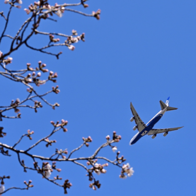 Local friends Front Cover