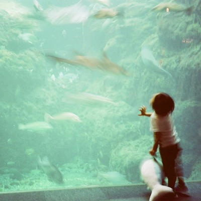 トマトのジャケット写真