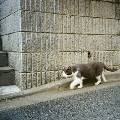 しっぽのジャケット写真