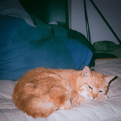 ソファのジャケット写真