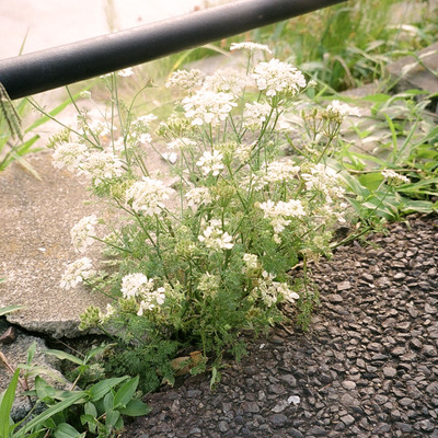 線を引かないとのジャケット写真