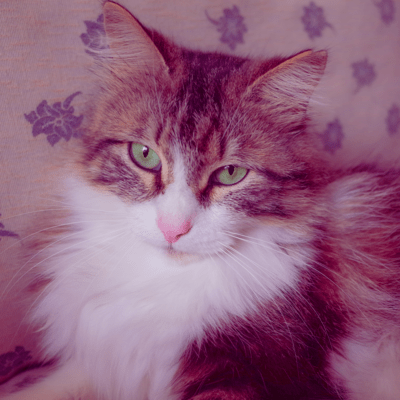 Meow Meow Front Cover