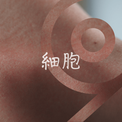 細胞のジャケット写真