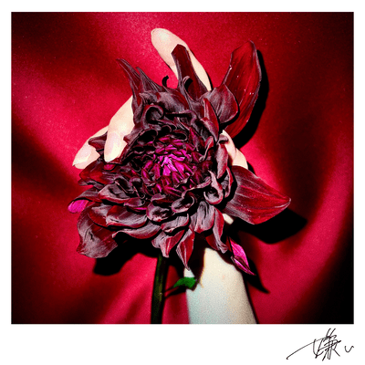 嫌いのジャケット写真