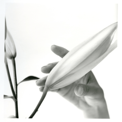 Lily up above the Sky Front Cover