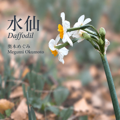 Daffodil Front Cover