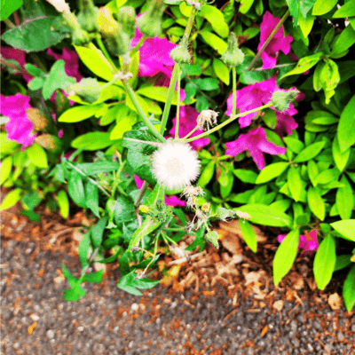 audience~1/1400~のジャケット写真