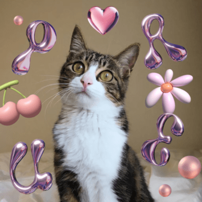 PUREのジャケット写真