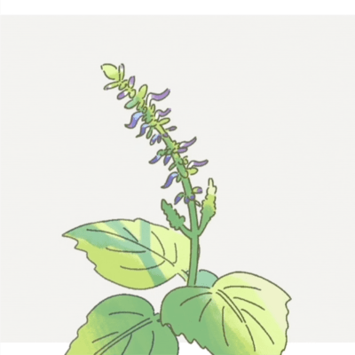 Coleus does not wither Front Cover