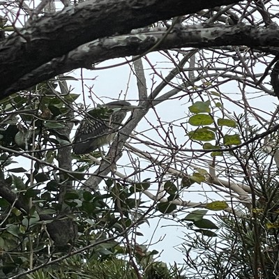 震音のジャケット写真