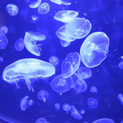 Trustのジャケット写真