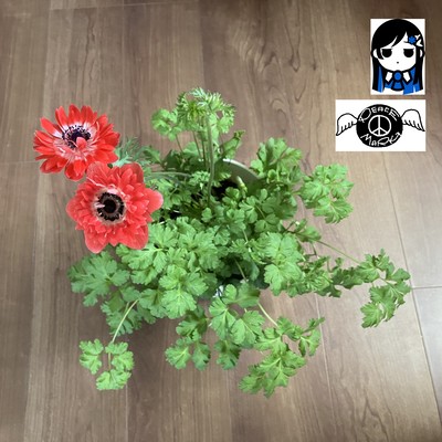 PPM3710のジャケット写真