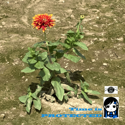 Time is PROTECTED (feat. 双葉湊音)のジャケット写真