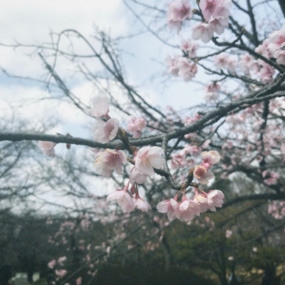 小道のジャケット写真