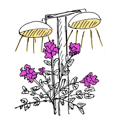 TAYORIのジャケット写真