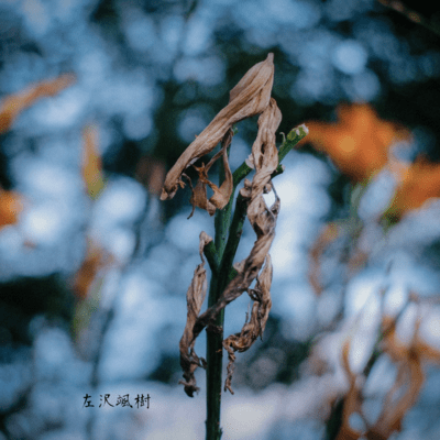 Branching Front Cover