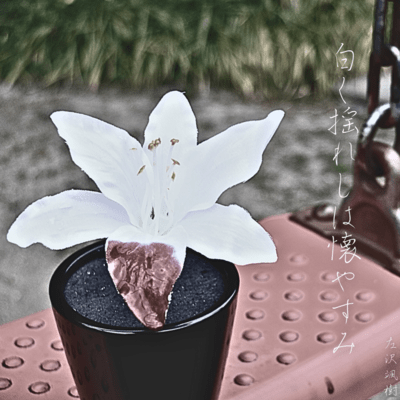 Summer vacation swaying whitely Front Cover