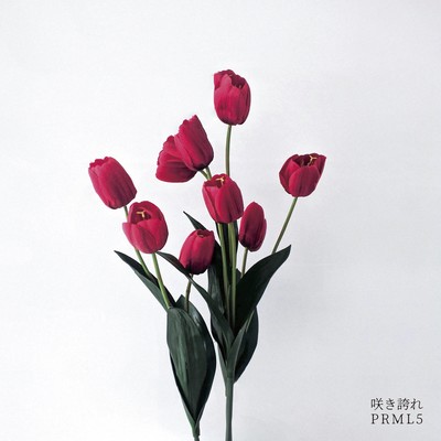 Saki Hokore Bloom Proudly Front Cover