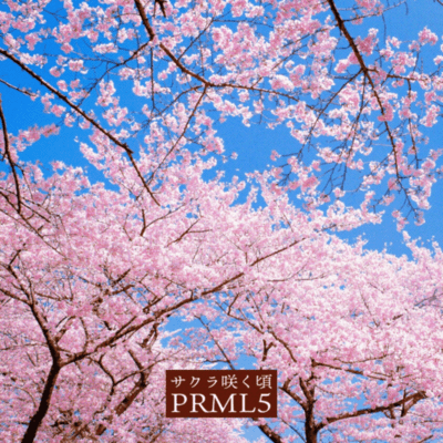 sakurasakukoro Front Cover