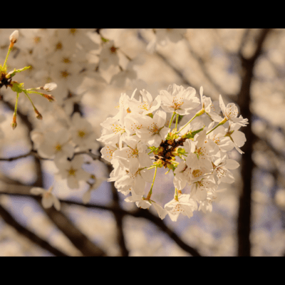 Goodbye Spring (Lofi Remix)のジャケット写真