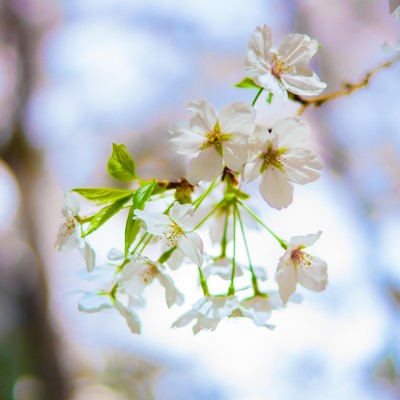 Nascentのジャケット写真