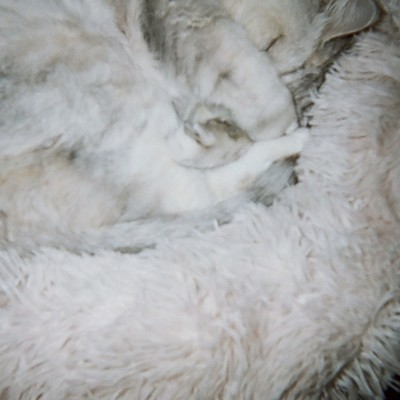 nap on the moonのジャケット写真
