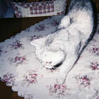 in your arms Front Cover