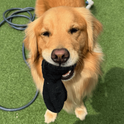 言うこと聞かない君さえ愛おしいよのジャケット写真