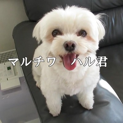 マルチワ ハル君のジャケット写真