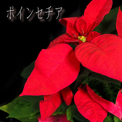 Pointtia Front Cover