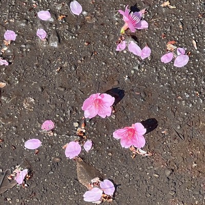 祝詞のジャケット写真