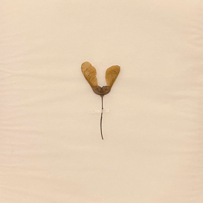 botanical work Front Cover