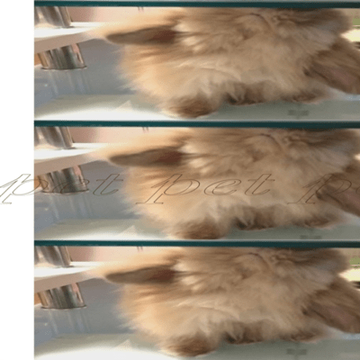 pet Front Cover