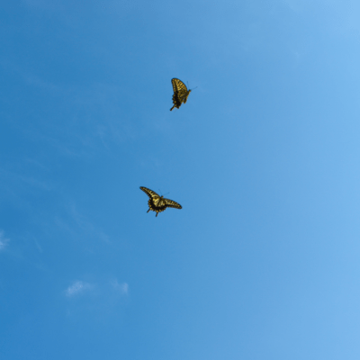 Swallowtail Front Cover