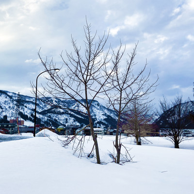 In The Winter Front Cover