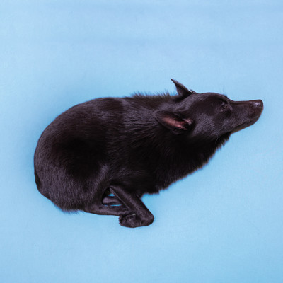 schipperke gone fishing Front Cover