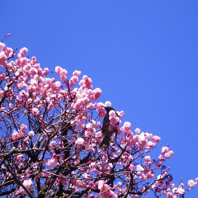 心が待っているのジャケット写真