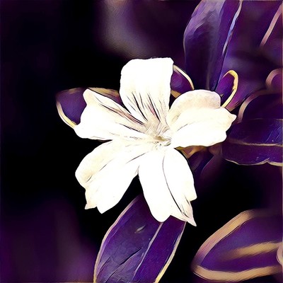 六月の雪のジャケット写真