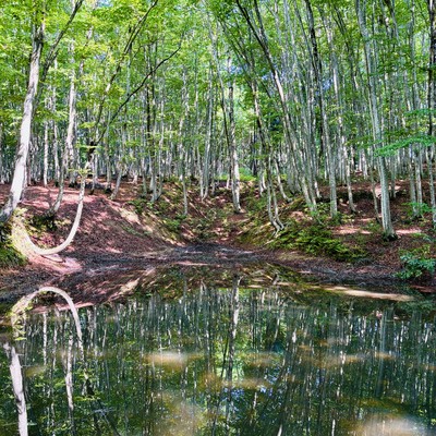 Environmental Sounds - Bijinbayashi, the "Forest of Beauties" - Frogs and Wild Birds (HPL Binaural) Front Cover