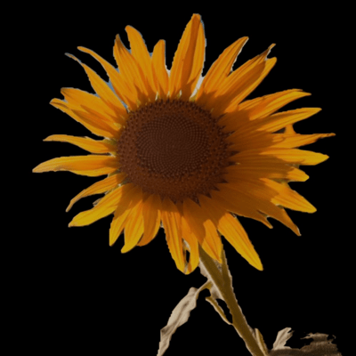 Night Flower Front Cover