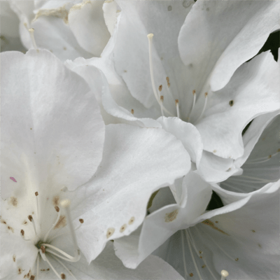 イヤホン (feat. 鏡音リン)のジャケット写真