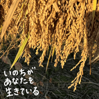 いのちがあなたを生きているのジャケット写真
