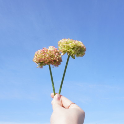 ハルカゼのジャケット写真