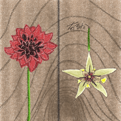 dahlia&cocoa Front Cover